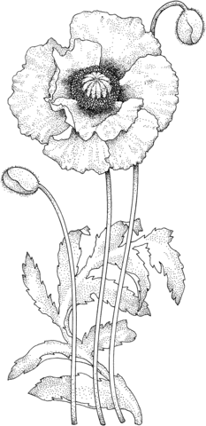 Antistress poppy coloring book